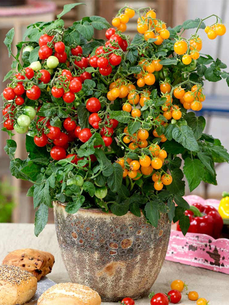 矮生盆栽番茄籽种子蔬菜种孑苗樱桃小西红柿圣女果四季春阳台种植