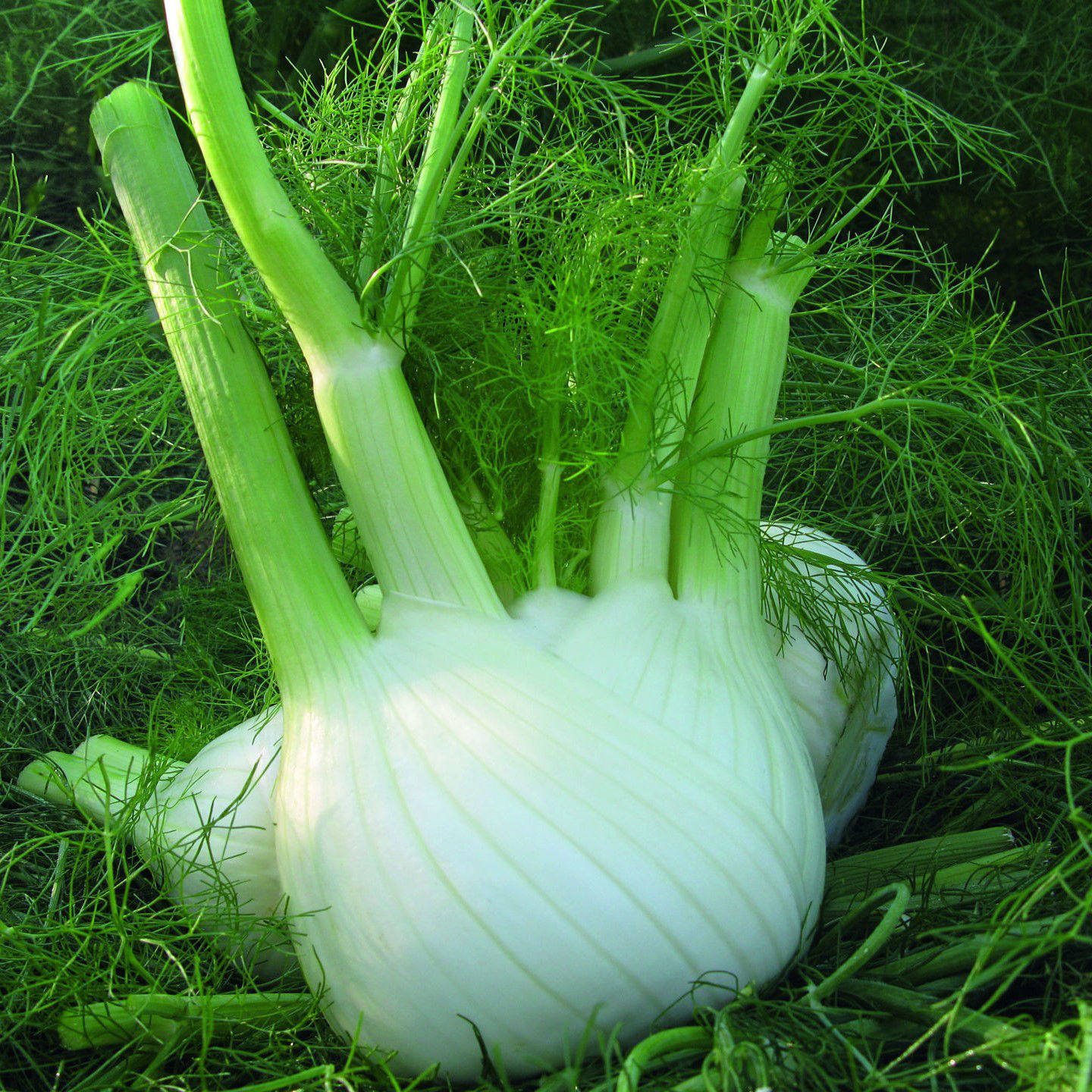 观赏食用食用蔬菜球茎茴香种子香料菜籽阳台庭院盆栽小茴香菜球型