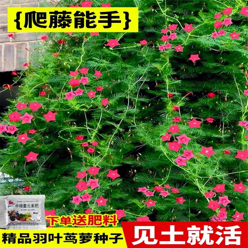 羽叶茑萝花种子籽爬藤花卉植物五角星花四季开花易活庭院阳台盆栽