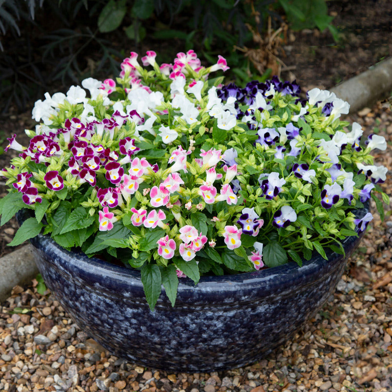 夏堇种子夏播四季易种春播室内阳台盆栽花草花卉种子花籽