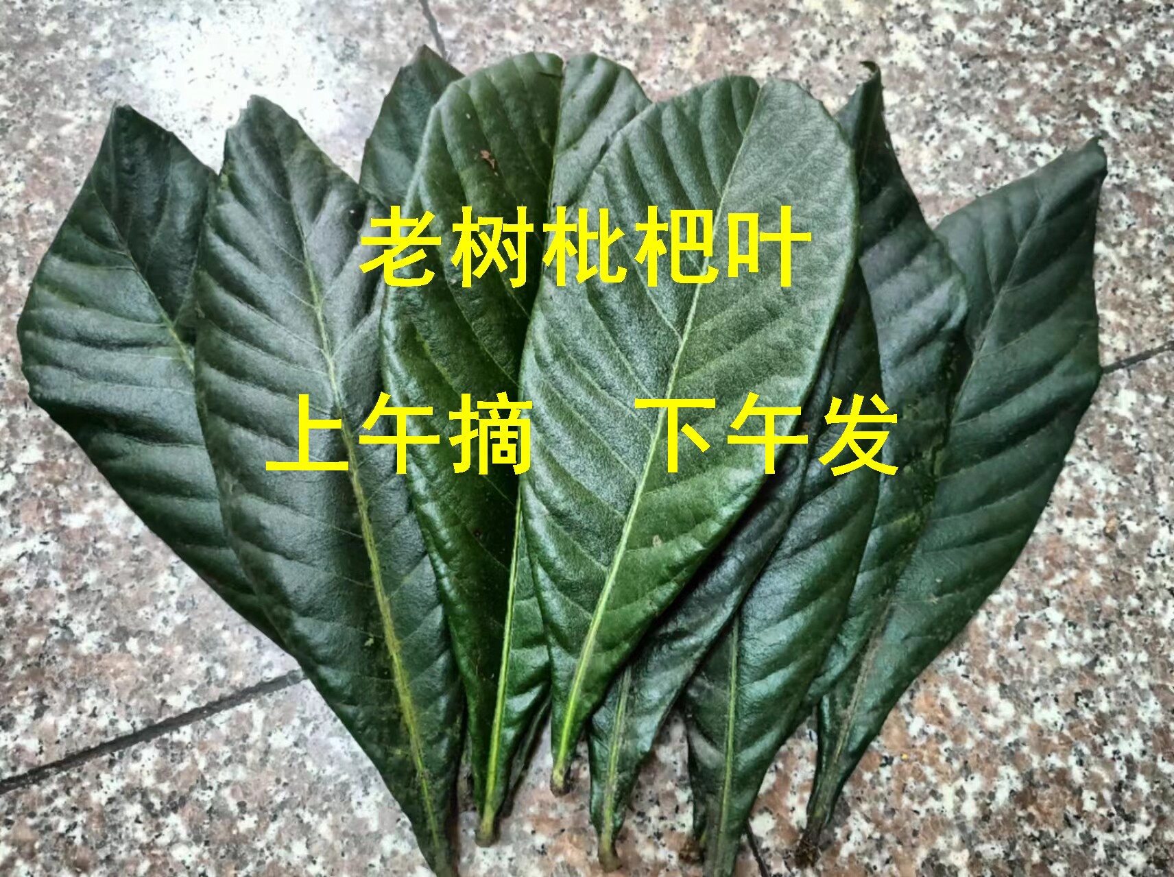 现摘枇杷叶新鲜500g克煮水咳止老枇杷果树叶茶琵琶叶干纯天然农家