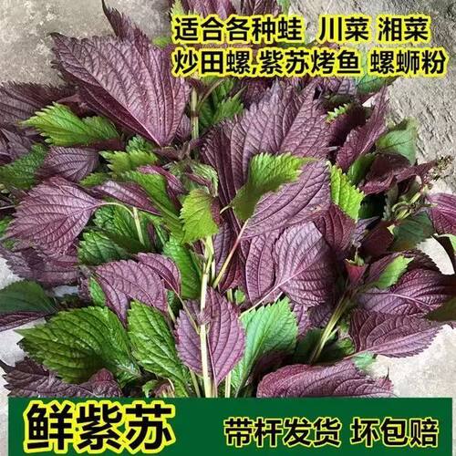 紫苏叶新鲜食用牛蛙鱼虾田螺蛳粉香料东北特产增香去腥提鲜食材