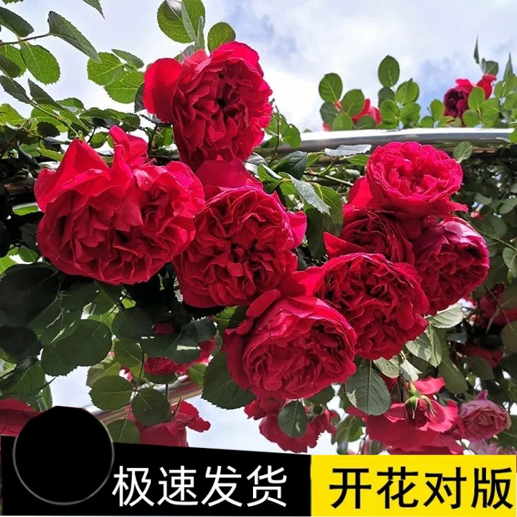 藤本月季花苗大苗爬藤蔷薇大花浓香四季开花阳台花卉盆栽