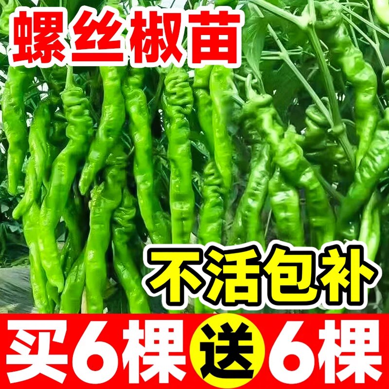 螺丝椒辣椒苗秧苗四季带土高产小米椒正宗樟树港薄皮朝天椒二荆条图片
