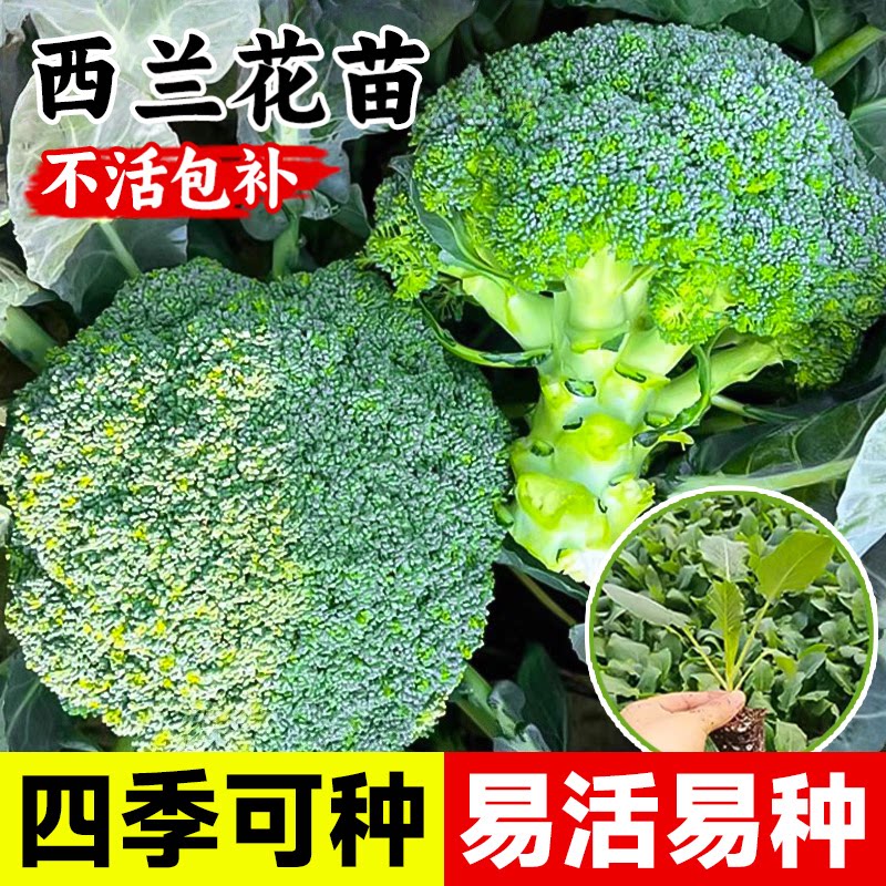 西兰花苗花菜苗白花菜苗