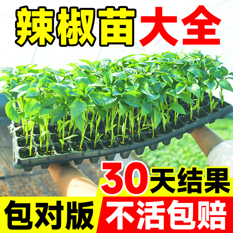 辣椒苗秧苗四季樟树港小米辣螺丝椒高产树苗籽种大全阳台盆栽批发