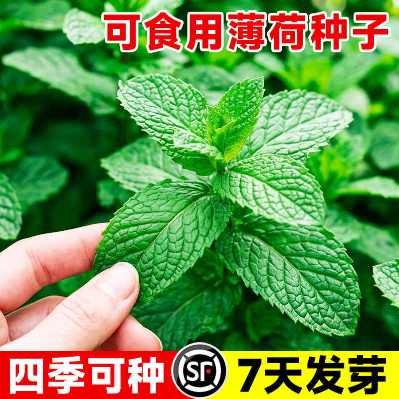 可食用薄荷种籽子盆栽猫薄荷种子阳台植物蔬菜种孑四季种植花种子