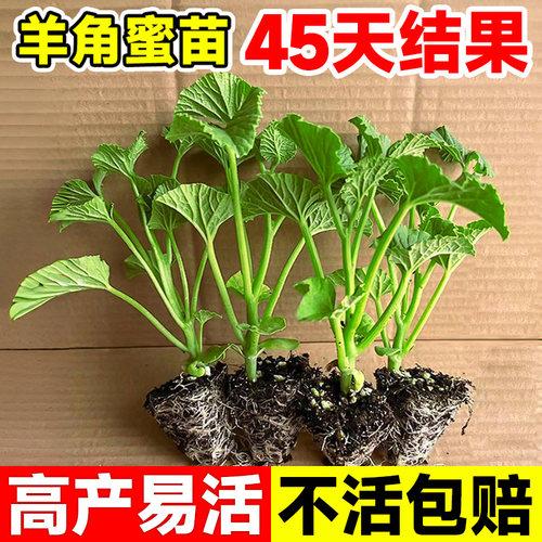 山东寿光羊角蜜甜瓜种苗秧