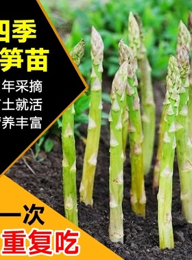 芦笋根苗紫色芦笋种植苗四季卢笋树苗蔬菜秧苗阳台盆栽芦笋种籽子