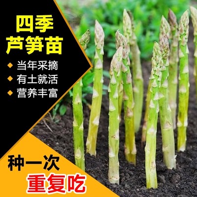 芦笋根苗种植四季芦笋秧苗盆栽