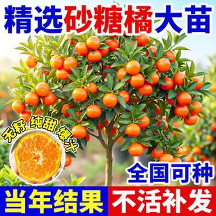 沙糖桔子树苗正宗广西砂糖橘树苗南方北方种植橙子无籽橘子树果苗