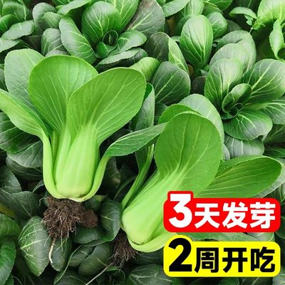 上海青菜种籽大全四季鸡毛菜