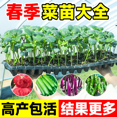 蔬菜苗大全秧苗带土春季各种阳台盆栽辣椒茄子西瓜番茄菜苗四季
