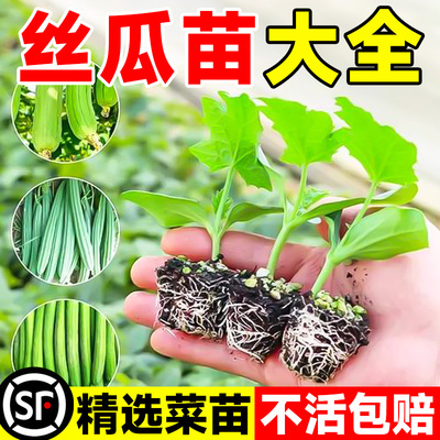 高产丝瓜苗秧苗四季种植