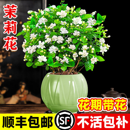 茉莉花盆栽树苗老桩四季开花带花苞花卉土培植物好养易活室内驱蚊
