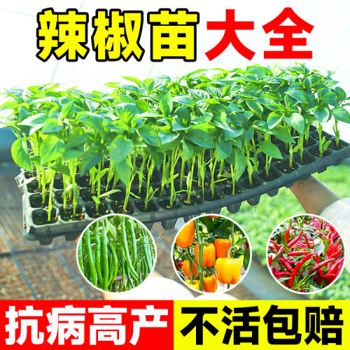辣椒苗秧苗四季大全高产籽种樟树港小米辣螺丝椒树苗阳台盆栽批发