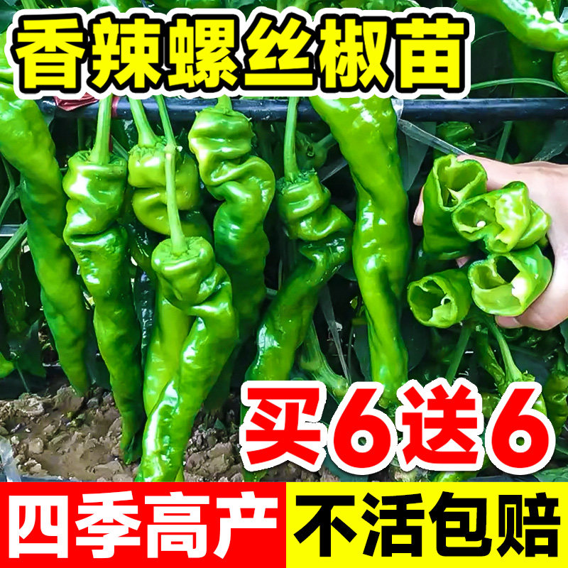 螺丝椒辣椒苗秧苗四季高产正宗樟树港小米椒薄皮朝天椒二荆条带土图片