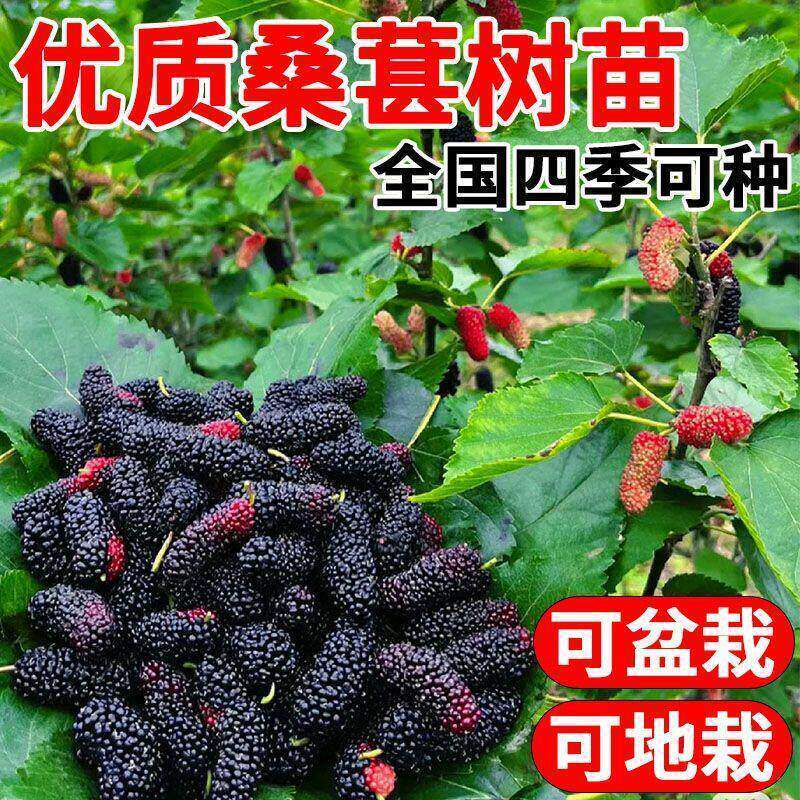 桑葚树苗盆栽白长果桑椹叶蓝莓树南北方四季树莓苗水果树果苗大全