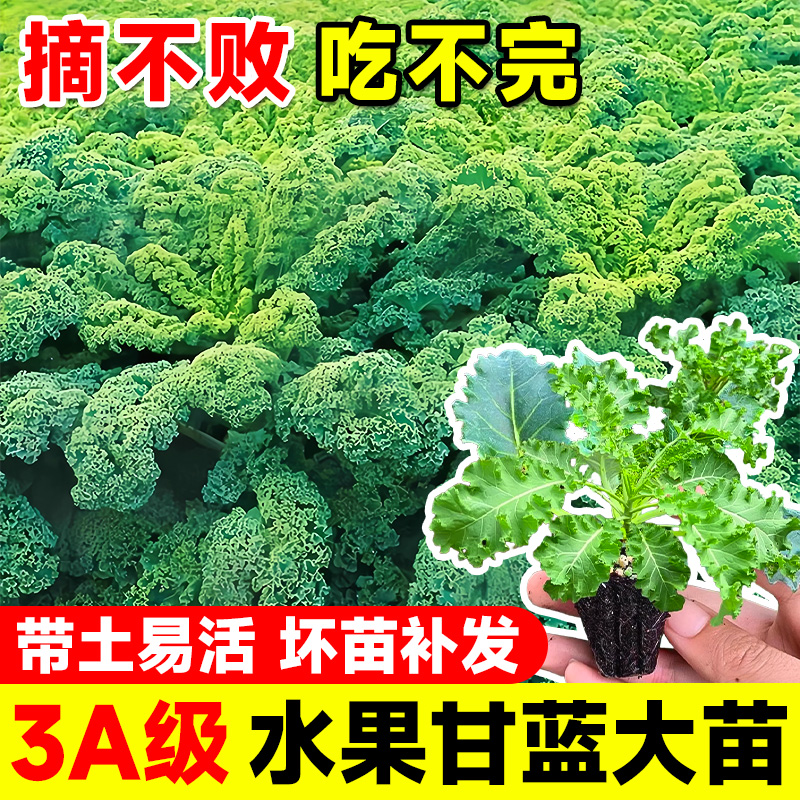 羽衣甘蓝苗秧苗羽衣甘蓝盆栽