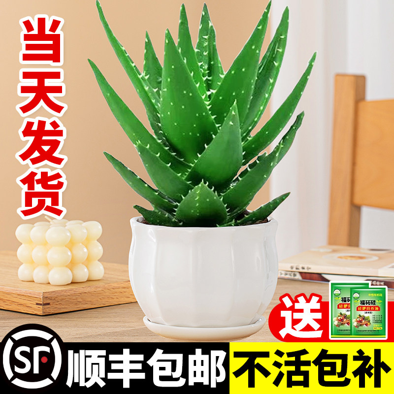 芦荟盆栽大盆净化空气办公室桌面四季常青好养仙人掌多肉植物盆景