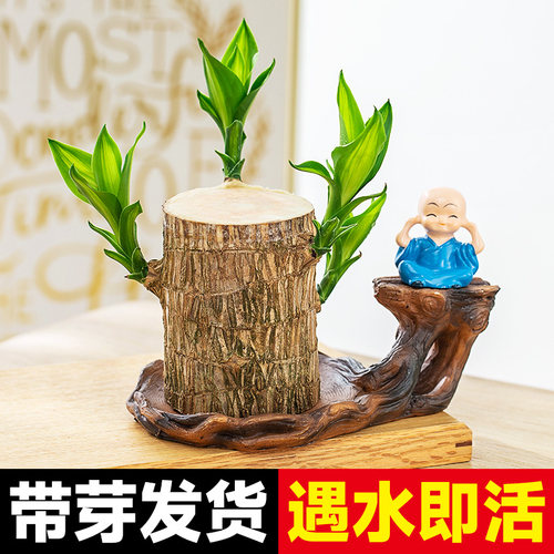 巴西木幸运木开花水养绿植盆栽格