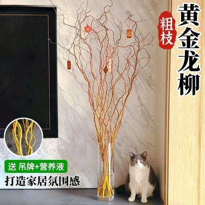 招财黄金龙柳枝条树干装饰室内高级感侘寂风天然真干花摆件插花枝