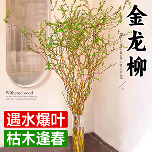 招财黄金龙柳枝条树干装饰室内高级感侘寂风天然真干花摆件插花枝