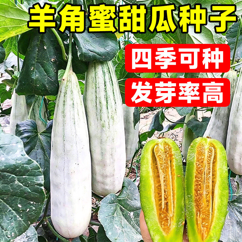 羊角蜜甜瓜种孑甜瓜苗图片