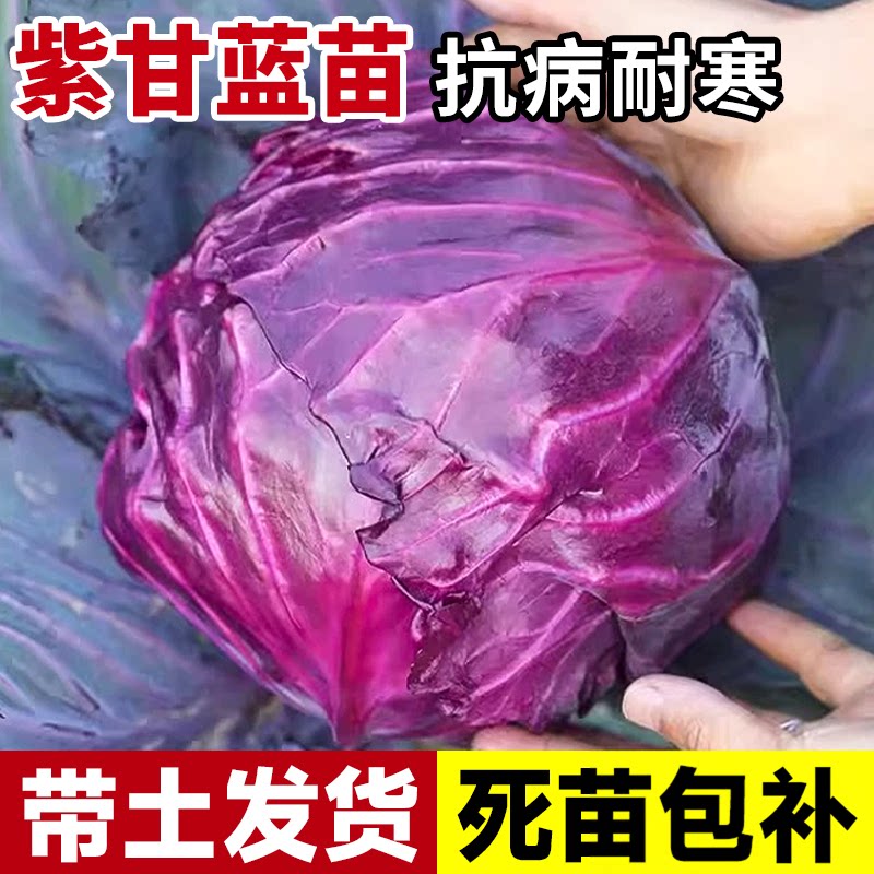 绿甘蓝苗包菜苗紫甘蓝羽衣甘蓝苗