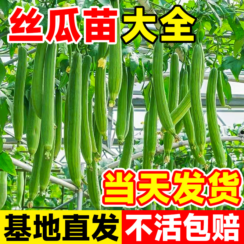 高产丝瓜苗秧苗四季种植