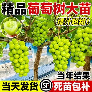 阳光玫瑰葡萄树苗巨峰大苗盆栽果树果苗四季种植院爬藤南北方耐寒