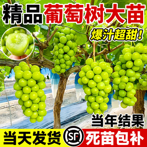 阳光玫瑰葡萄树苗巨峰大苗盆栽果树果苗四季种植院爬藤南北方耐寒