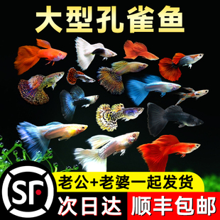孔雀鱼活鱼小型凤尾鱼苗观赏鱼斑马小鱼金鱼热带淡水好养耐活顺丰
