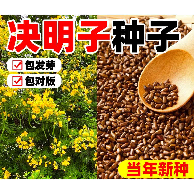 决明子种子护坡固土植物灌木草种籽枣林景观绿化边坡高速公路草籽