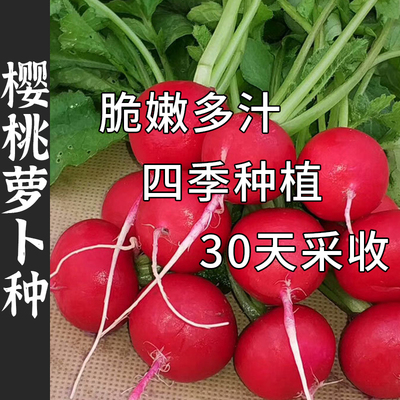 樱桃萝卜种籽 四季樱桃小红萝卜种子大全水果萝卜阳台蔬菜籽种孑