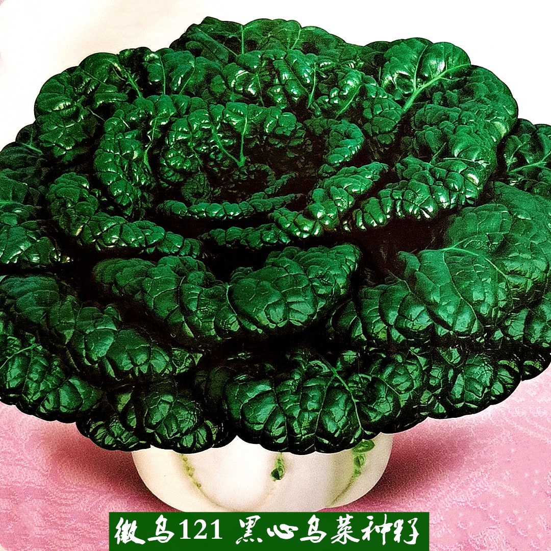 黑心乌菜种孑 秋冬季播合丰正宗徽乌121乌塌菜种籽 优质蔬菜种子