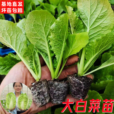 白菜秧苗秋播大白菜苗耐寒蔬菜幼苗黄心大白菜种苗四季高产易活