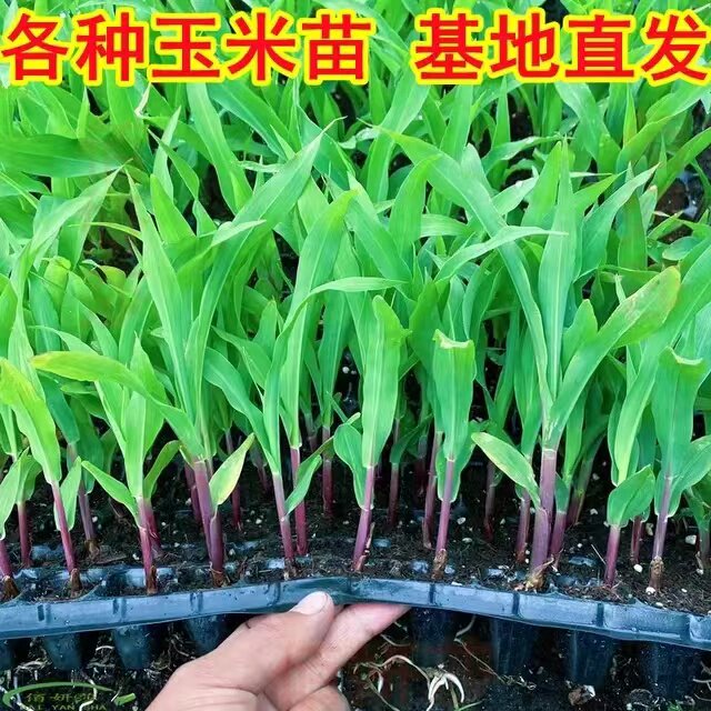超甜早熟水果玉米苗黑玉米香糯玉米苗彩玉米蔬菜秧苗阳台盆栽高产
