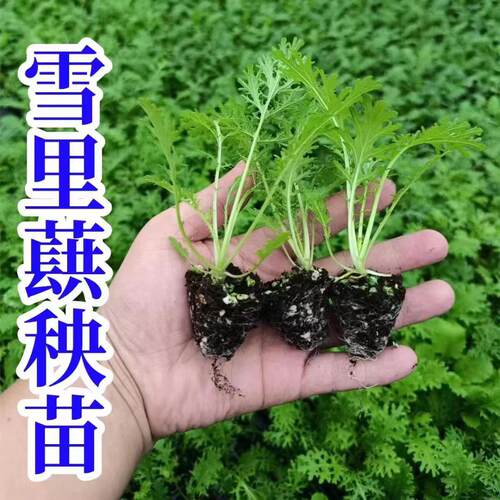 耐寒雪里蕻苗雪菜苗香菜苗菠菜苗芹菜苗萝卜苗莴笋苗蔬菜种幼秧苗