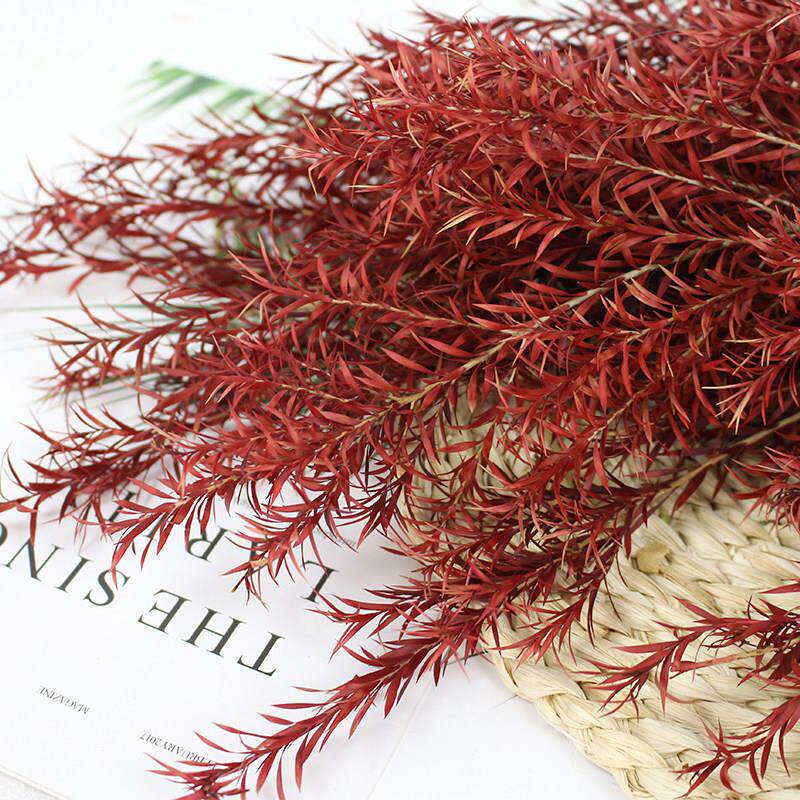 永生花千层金真花插花配叶干 干燥树枝长枝diy手工花材森系干 干