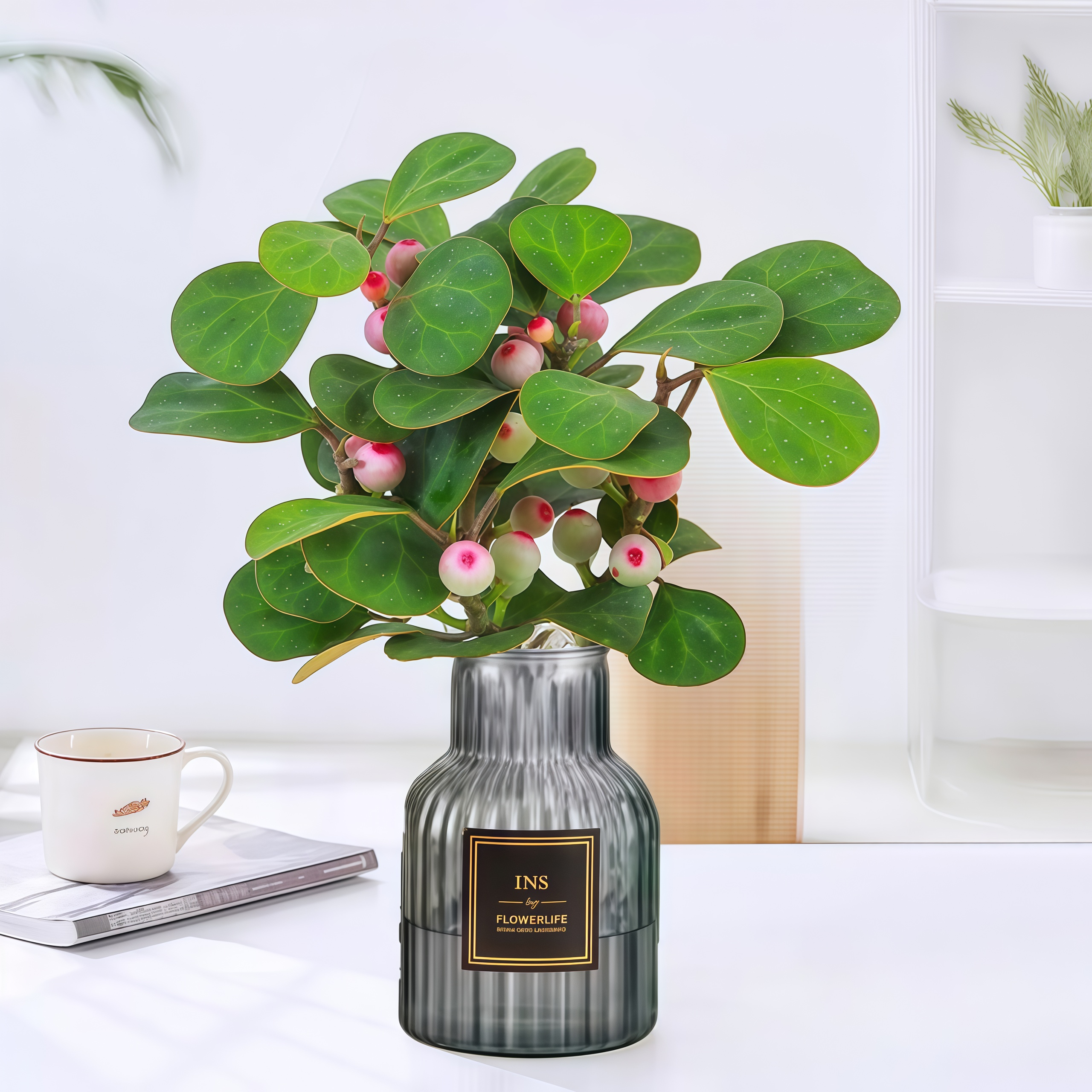 小盼菩提水培植物室内绿植好养活