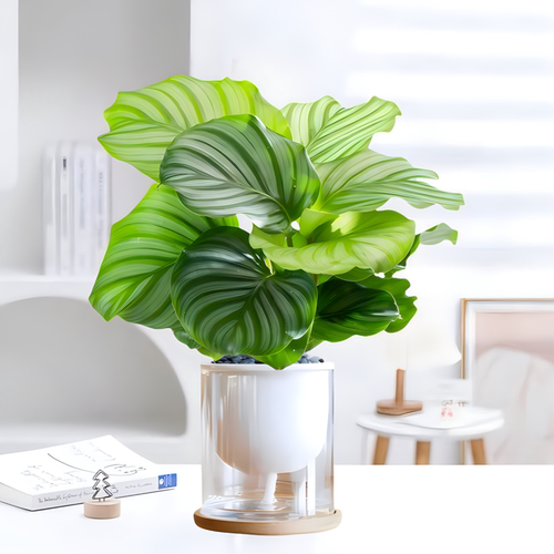 懒人水培植物桌面好养净化空气