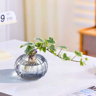 雪莹常春藤水培植物室内好养活办公桌面小盆栽四季常青苔藓球绿植