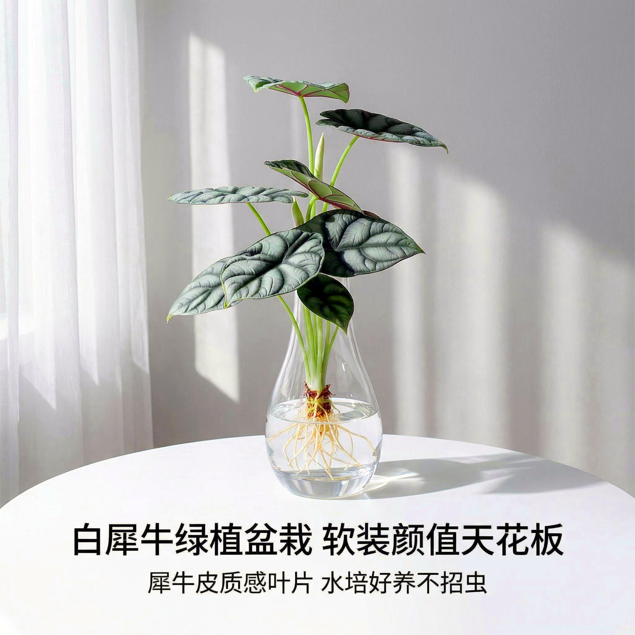 无土水培白犀牛海芋桌面水培绿植办公室内装饰观叶植物净化空气