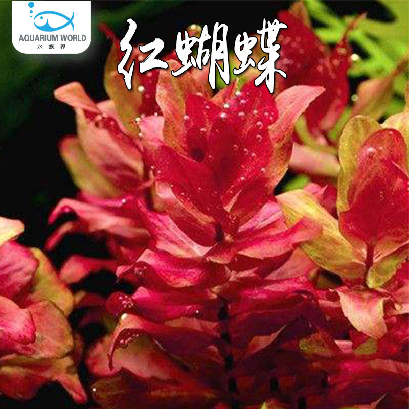 红蝴蝶红色真水草鱼缸水下叶造景装饰新手好养淡水易成景绿宫廷
