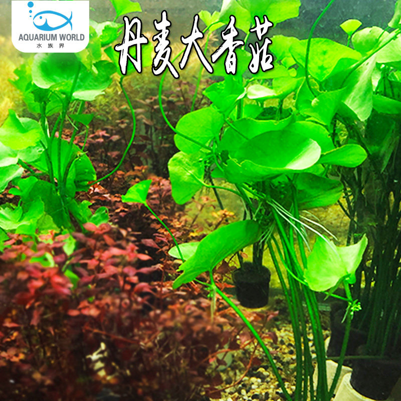 丹麦大香菇水草睡莲绿宫廷稀有水草中后景水族淡水新手好养易活