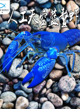 人工天空蓝鳌虾天空蓝魔虾水族鱼缸观赏虾淡水蓝鳌虾活体宠物鳌虾
