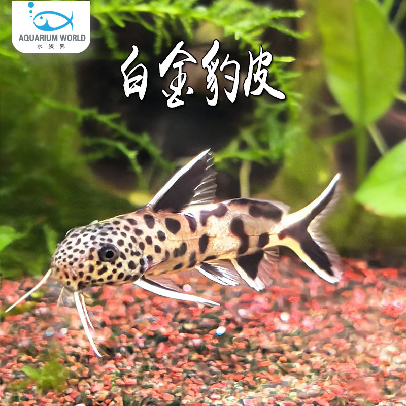 白金豹皮鱼迷你豹猫南美反游猫倒吊猫底栖清洁垃圾咖啡鼠淡水观赏