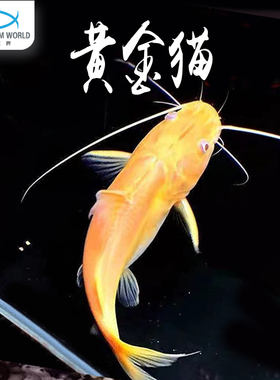 金丝猫鱼黄金金丝猫鱼清洁鱼新手大型热带观赏鱼混养龙鱼活体活鱼