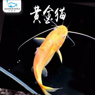 金丝猫鱼黄金金丝猫鱼清洁鱼新手大型热带观赏鱼混养龙鱼活体活鱼